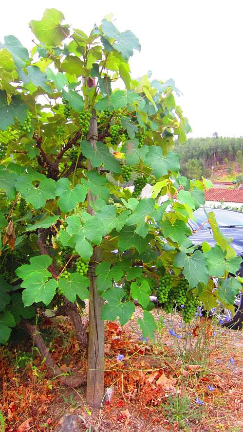 Weinrebe