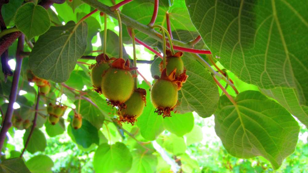 Kiwi