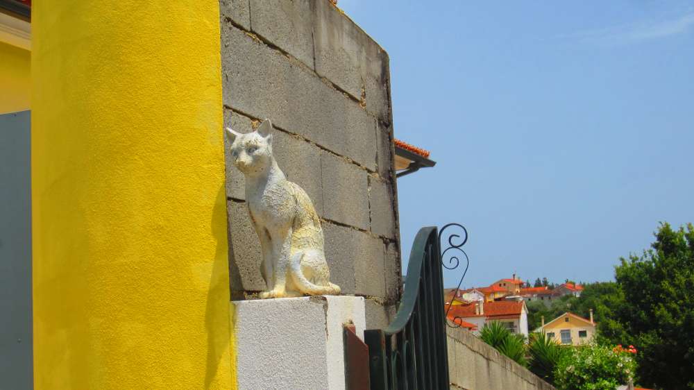 Katze
