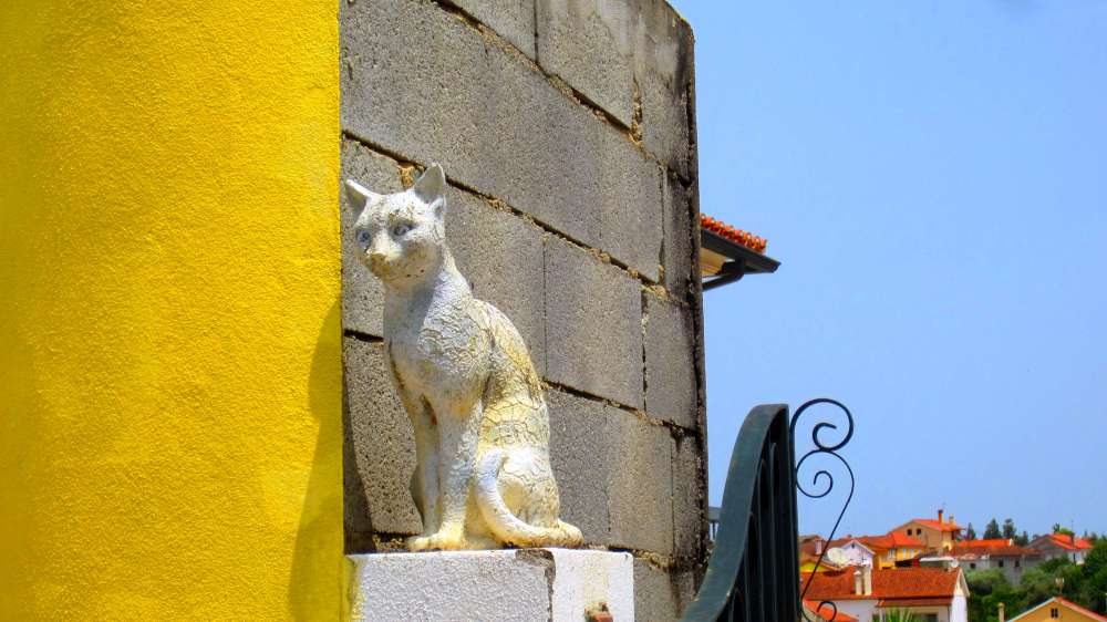Katze
