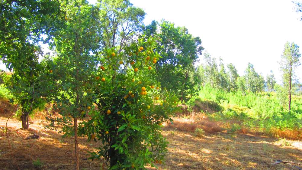 Orangenbaum