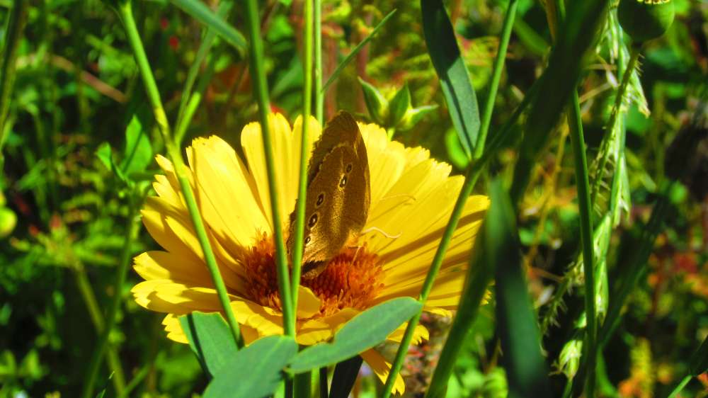 Ringelblume_mit_Schmetterling