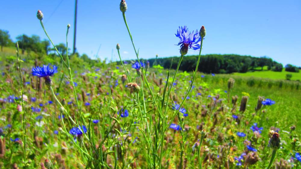 Kornblumen