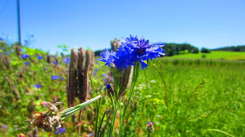 Kornblumen