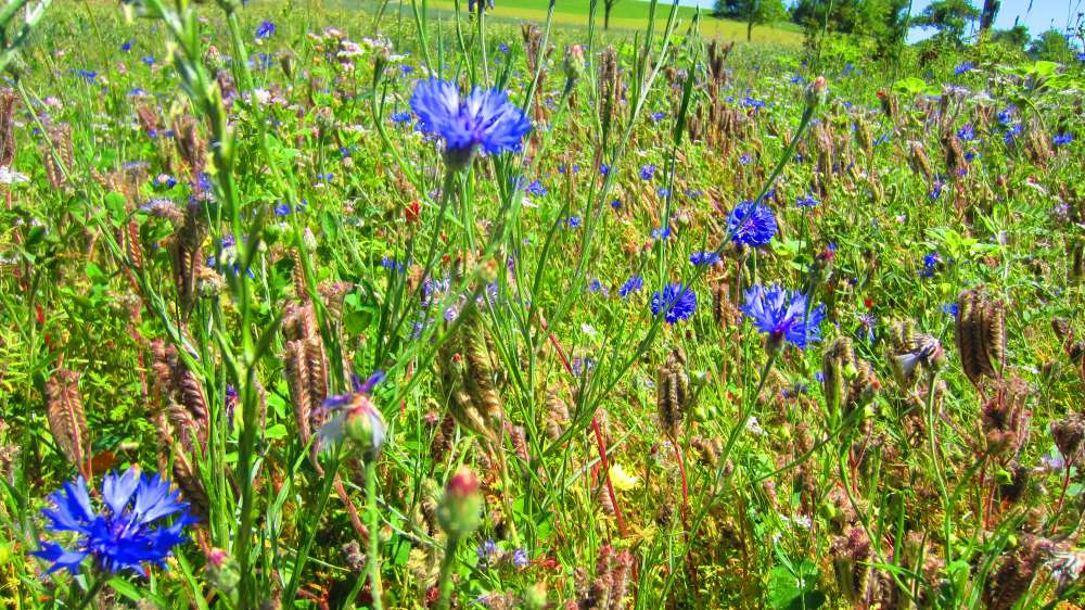 Kornblumen