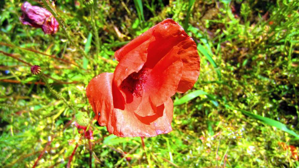 Mohn
