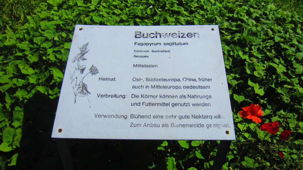 Buchweizen