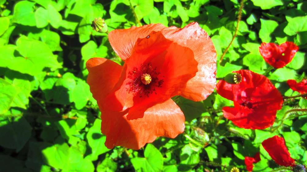 Mohn
