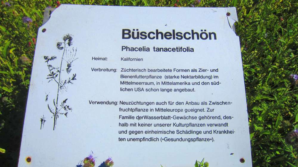 Bueschelschoen