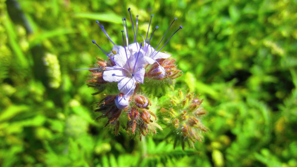 Bueschelschoen