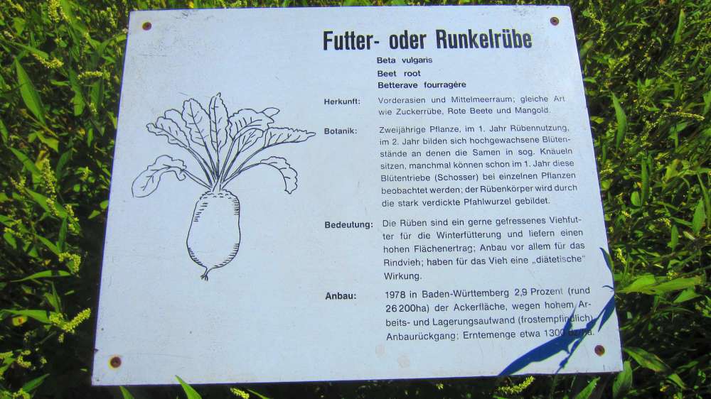 Futterruebe