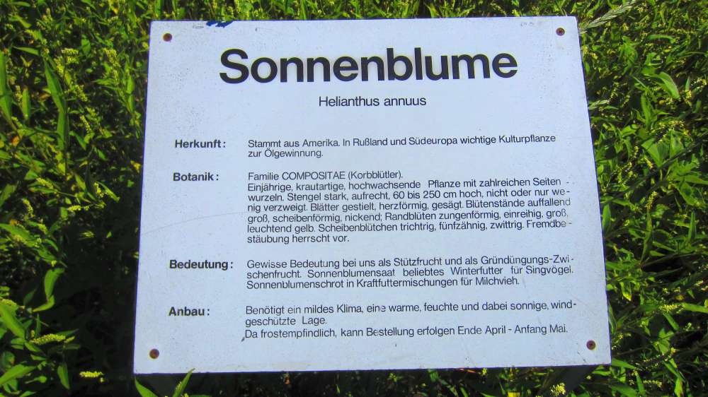 Sonnenblume