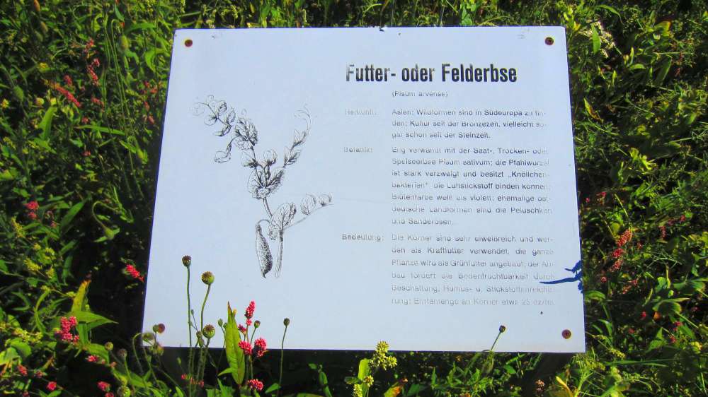 Futtererbse