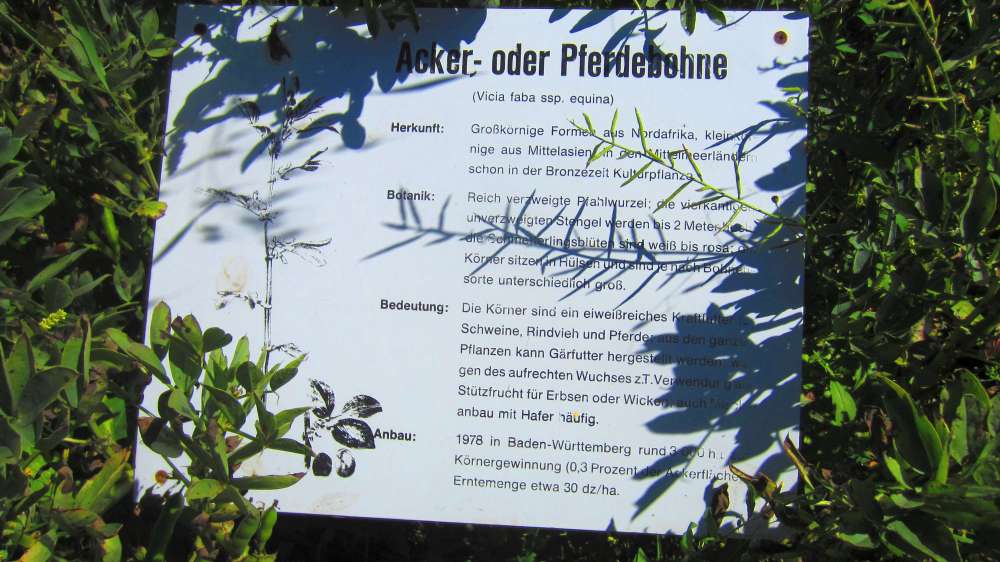 Ackerbohne