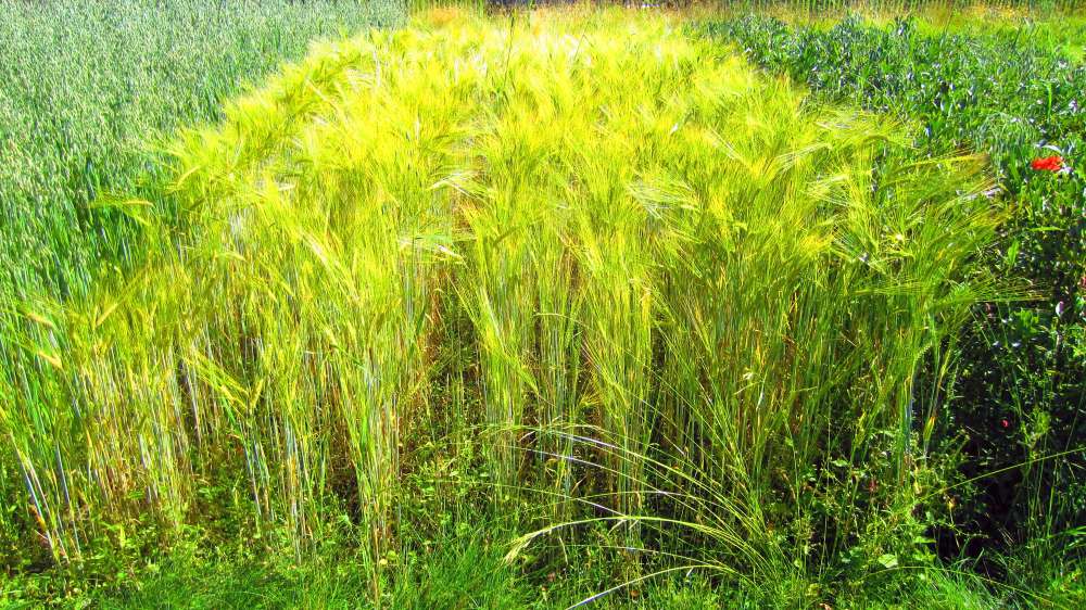 Einkorn