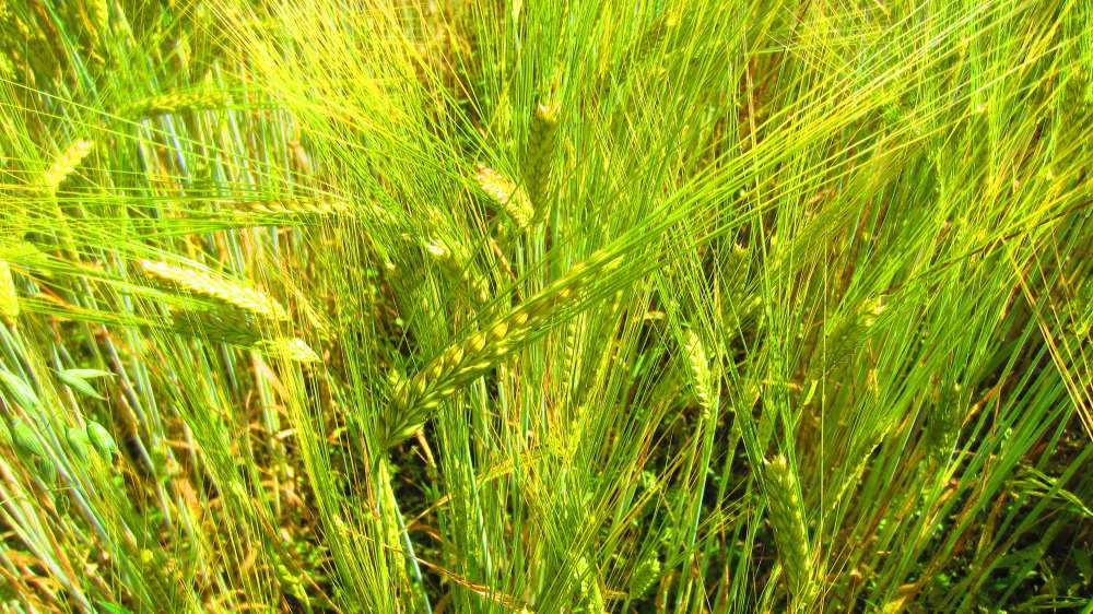 Einkorn