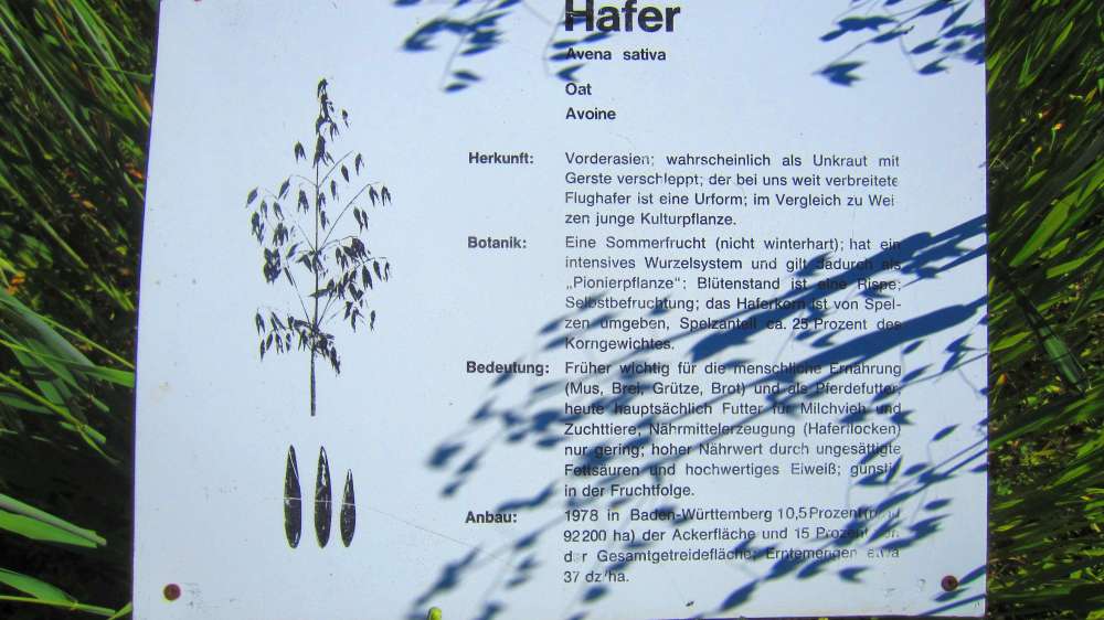 Hafer