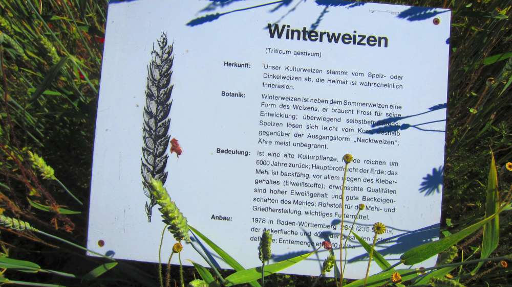 Winterweizen