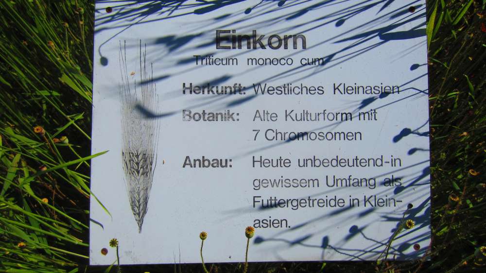 Einkorn