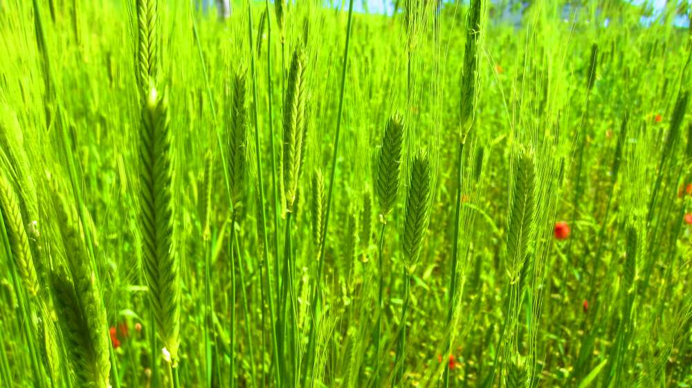 Einkorn