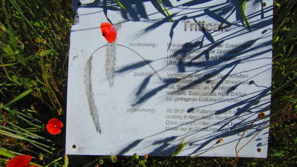 Triticale