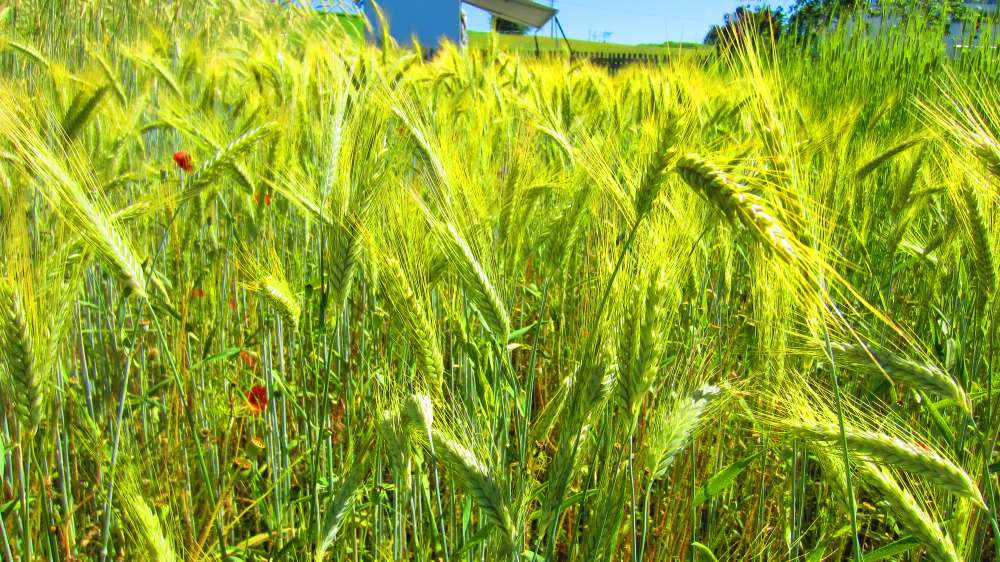 Triticale