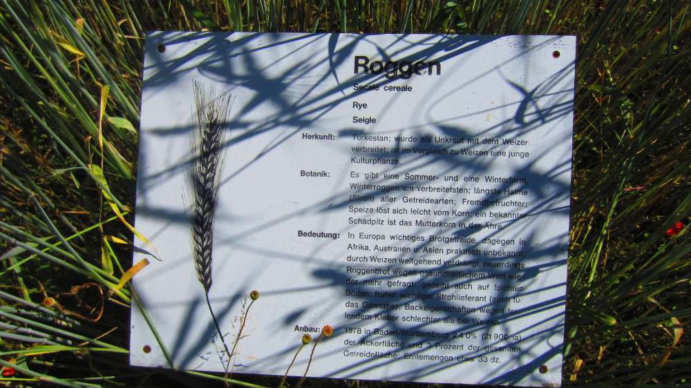 Roggen