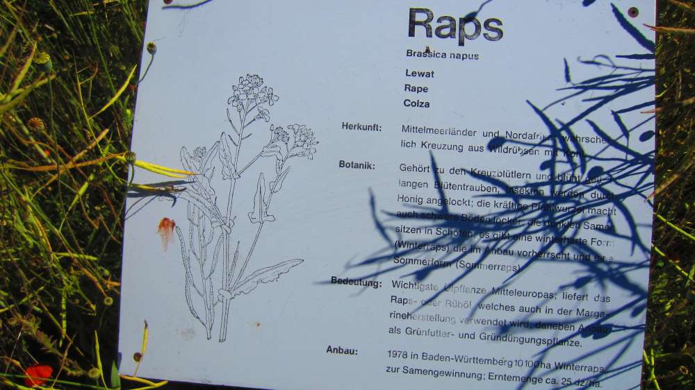 Raps