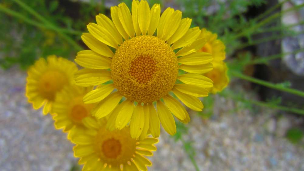 Margerite_gelb
