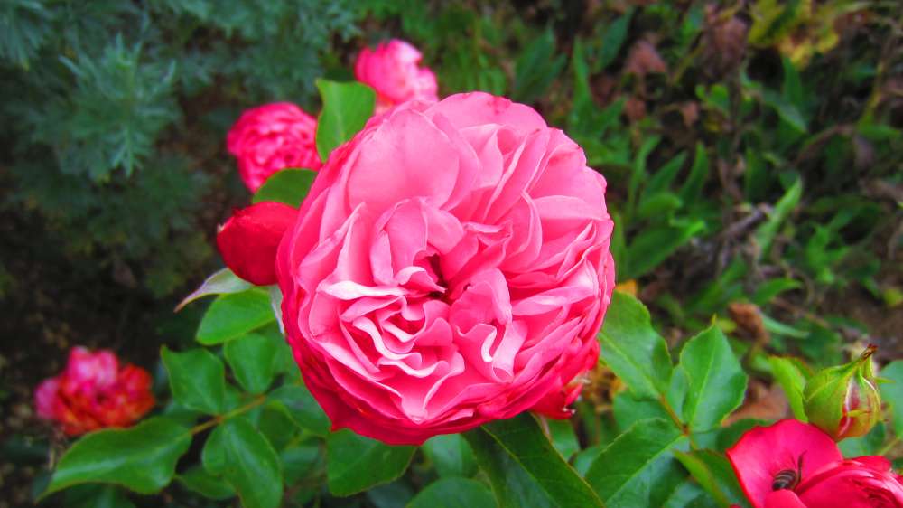 Rose