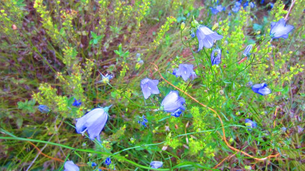 Glockenblume