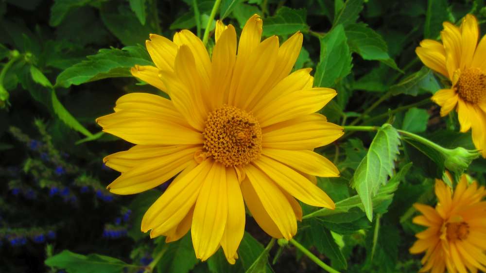 Topinambur