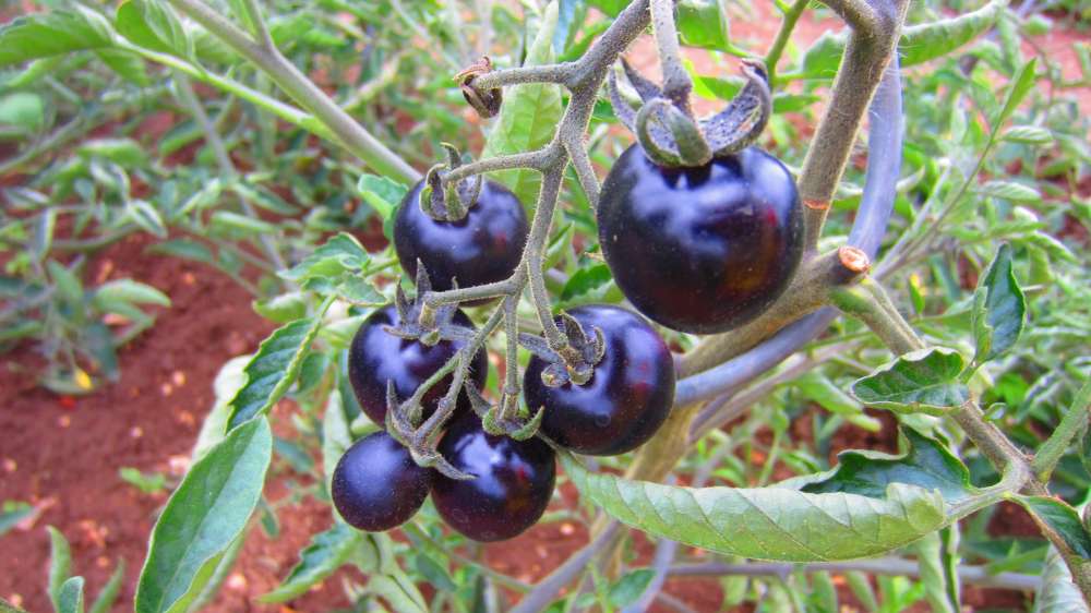 Tomate_schwarz