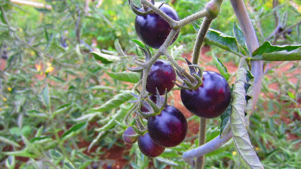 Tomate_schwarz