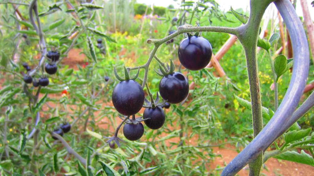 Tomate_schwarz