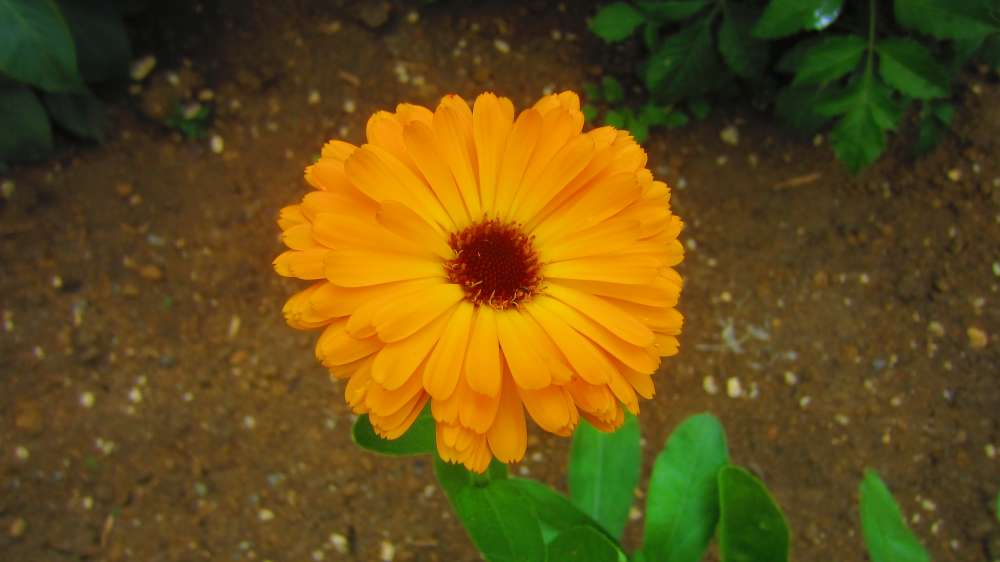 Ringelblume