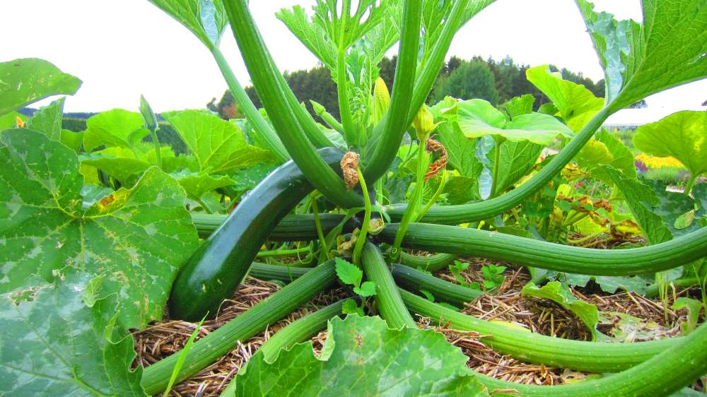 Zucchini