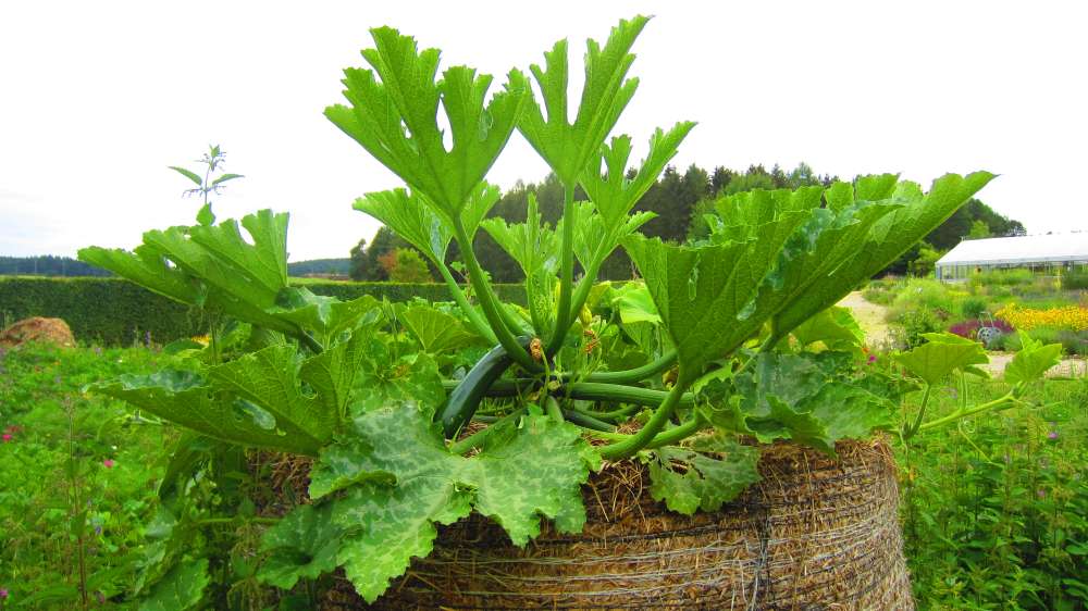 Zucchini