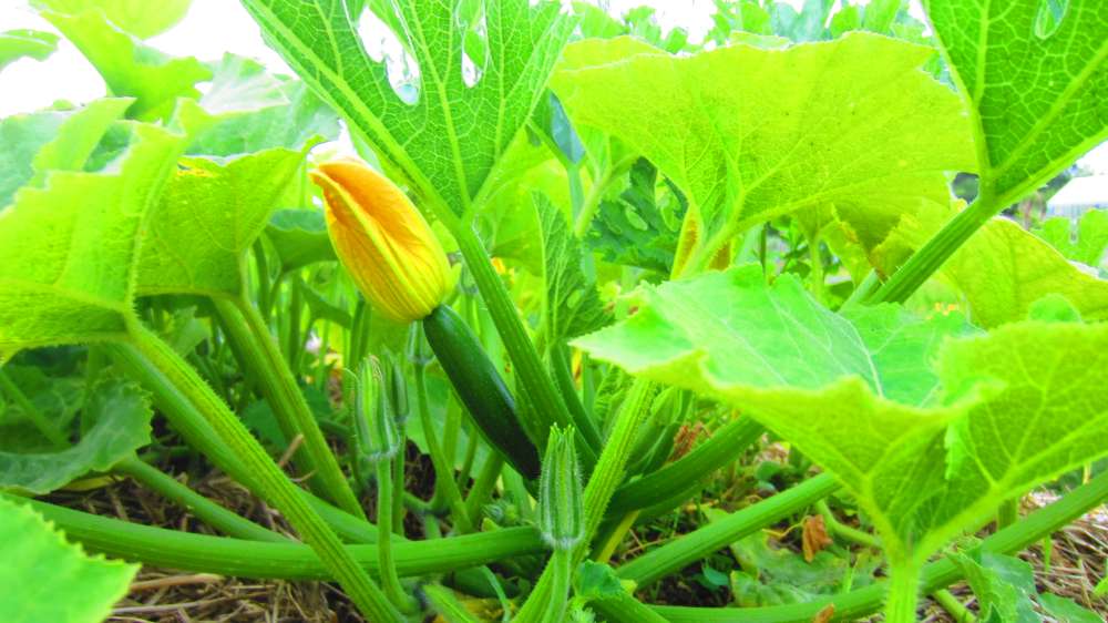 Zucchini