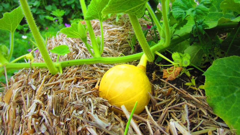 Zucchini