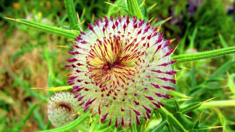 Wolldistel