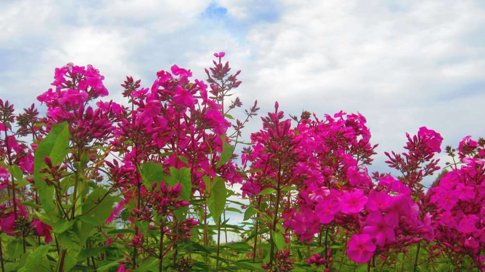 Phlox