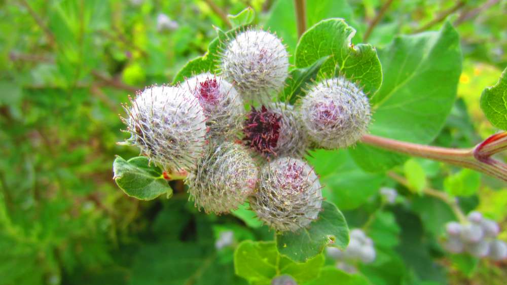 Wolldistel