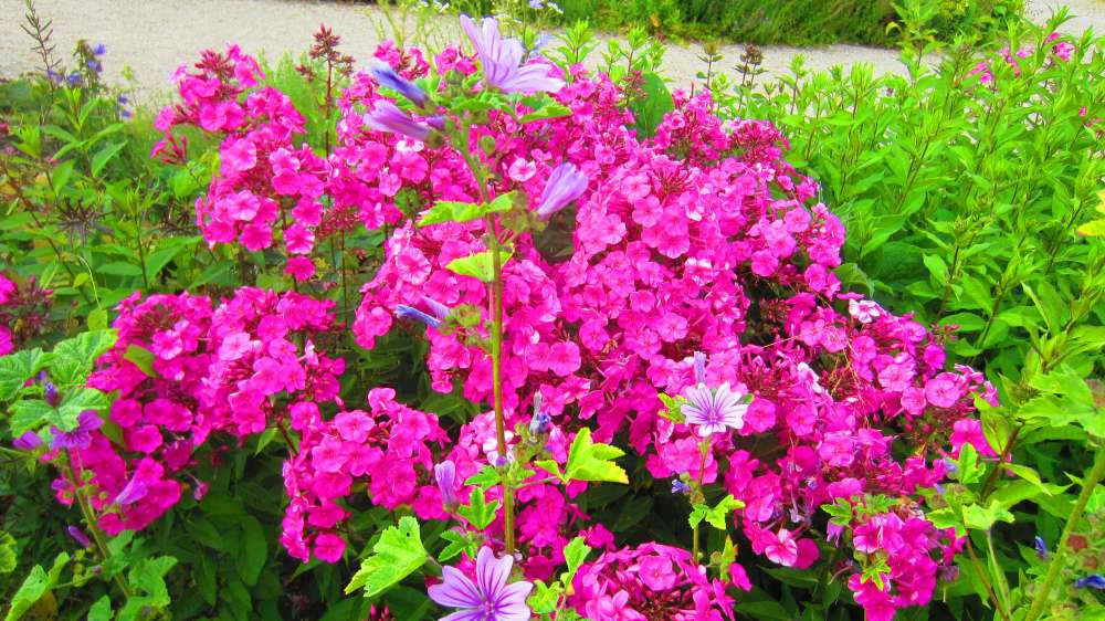 Phlox
