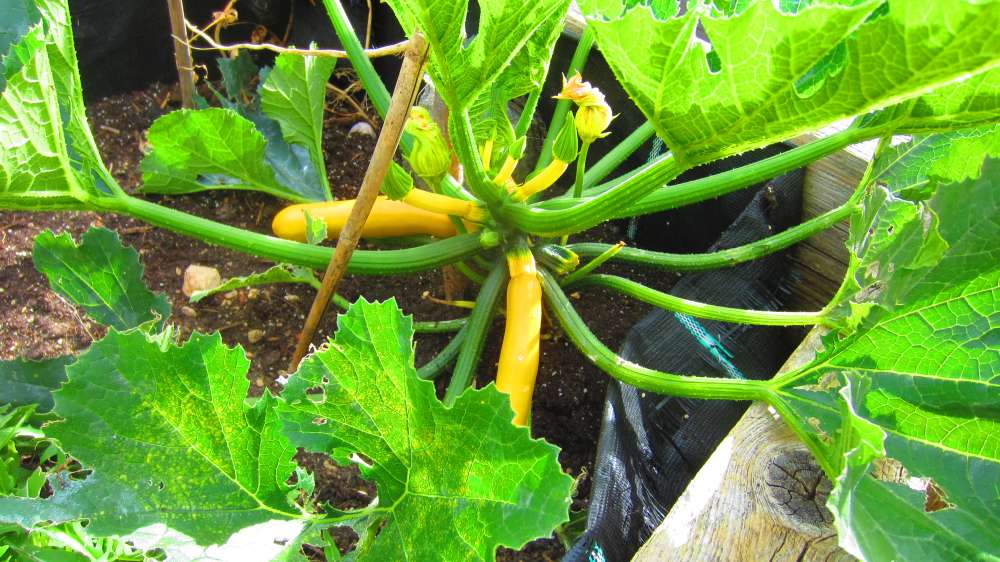 Zucchini