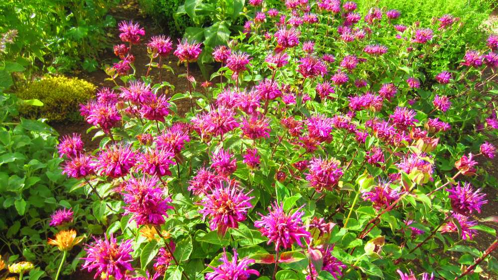 Indianerdistel