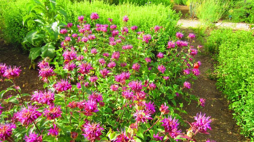 Indianerdistel