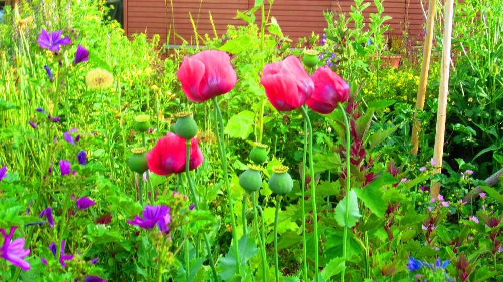 Mohn