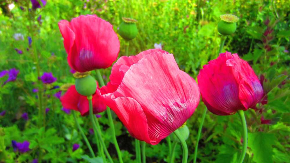 Mohn