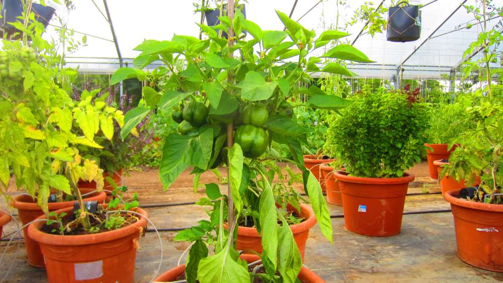 Paprika